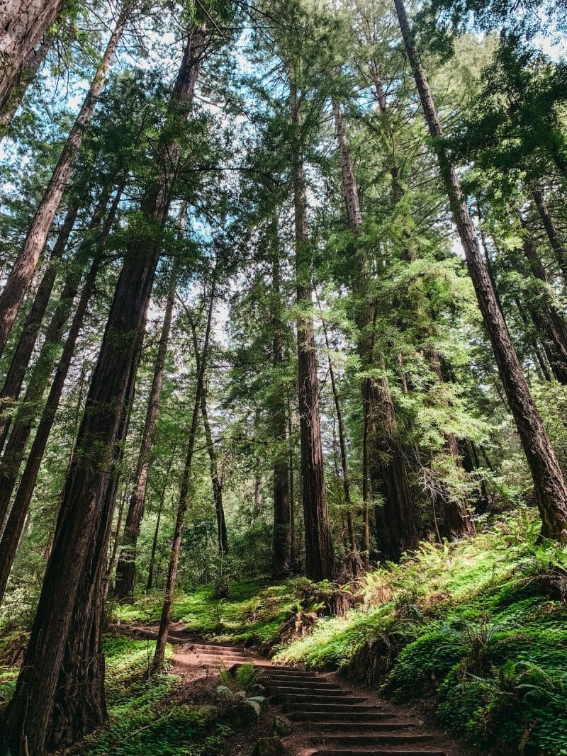 Muir Woods